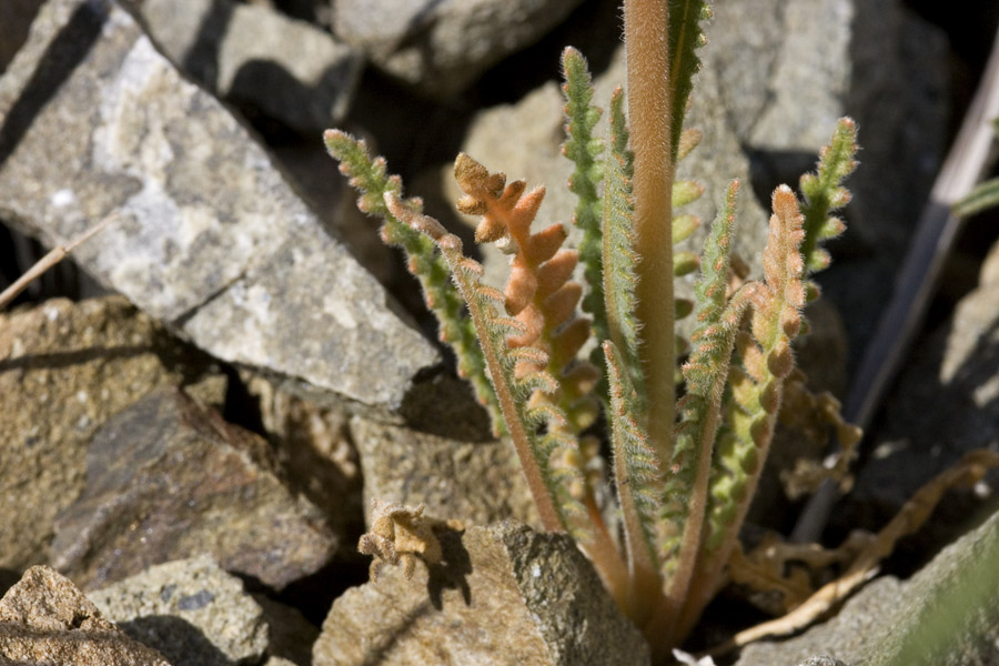 Mentzelia gracilenta image