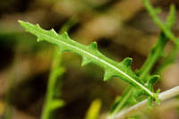 Mentzelia multiflora image