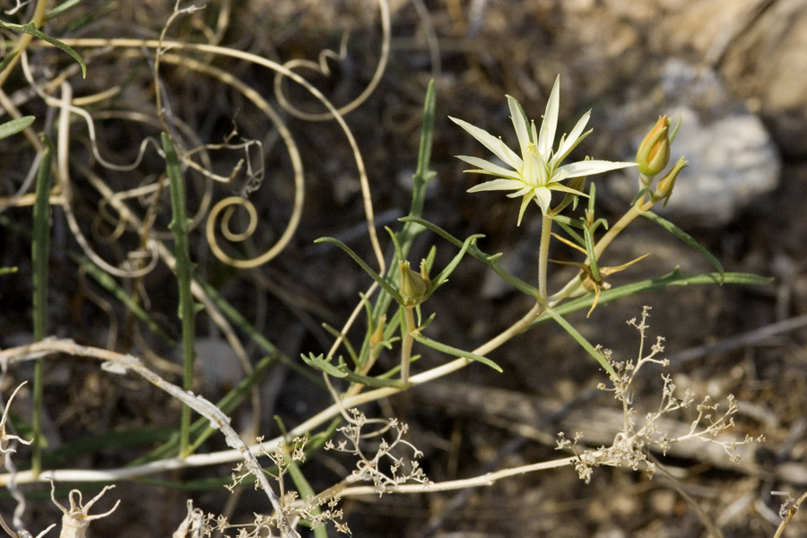 Mentzelia perennis image