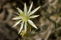 Mentzelia perennis image