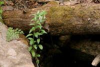 Mertensia franciscana image