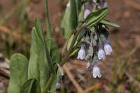 Mertensia lanceolata var. fendleri image