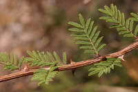 Mimosa aculeaticarpa image