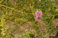 Image of Mimosa rupertiana