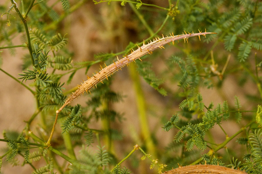 Mimosa rupertiana image