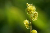 Mitella caulescens image