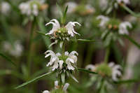 Monarda citriodora image