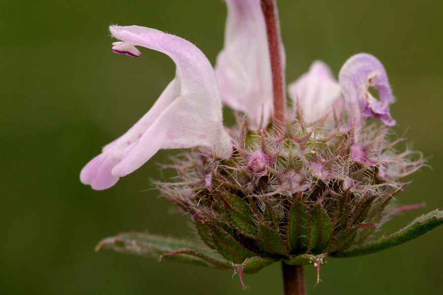 Monarda pectinata image