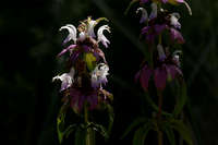 Monarda punctata image