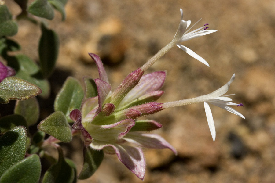 Monardella nana image