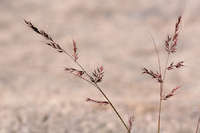 Muhlenbergia pauciflora image