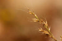 Muhlenbergia pauciflora image