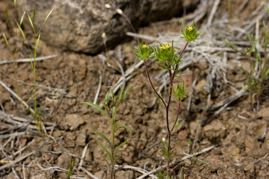 Navarretia breweri image