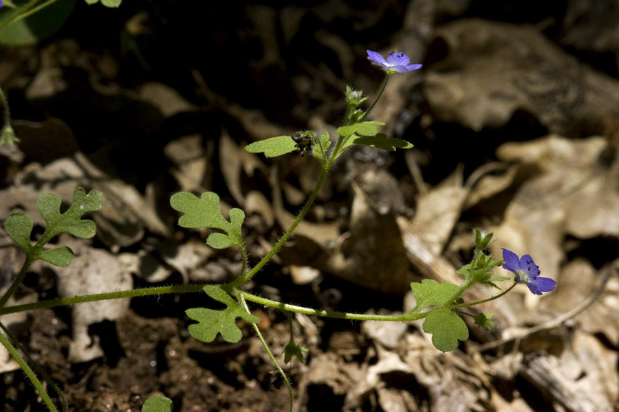 Nemophila pulchella image
