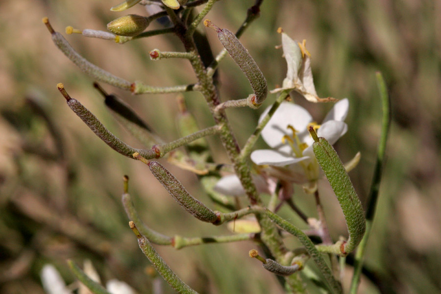 Nerisyrenia camporum image