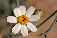 Nicolletia trifida image