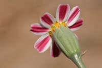 Nicolletia trifida image