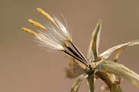 Nicolletia trifida image