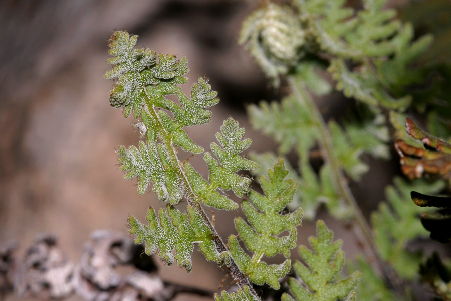 Notholaena grayi subsp. sonorensis image