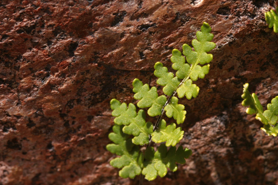 Notholaena lemmonii image