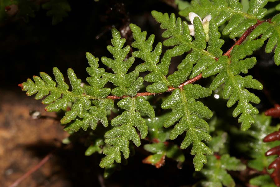 Notholaena grayi subsp. grayi image