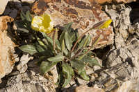 Oenothera brachycarpa image