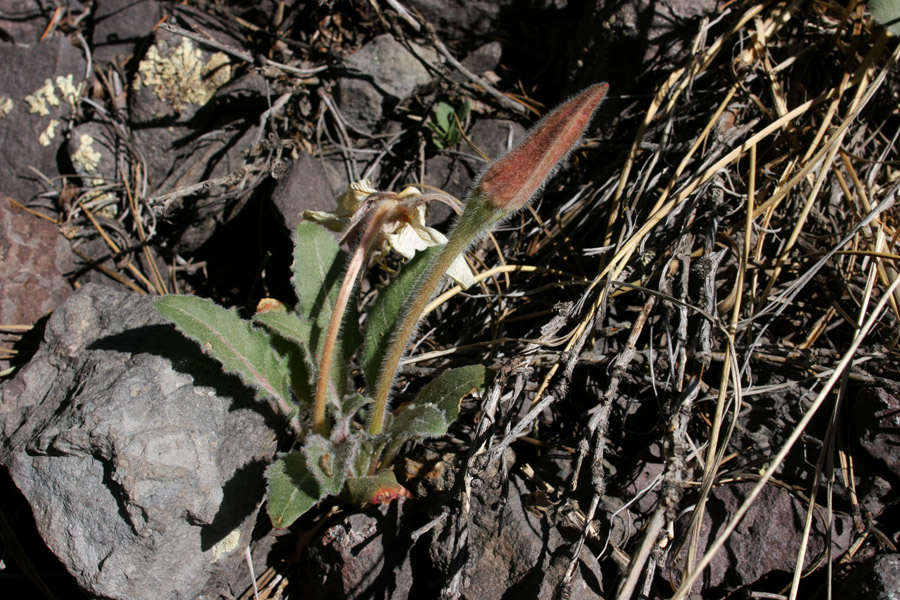 Oenothera cespitosa var. cespitosa image