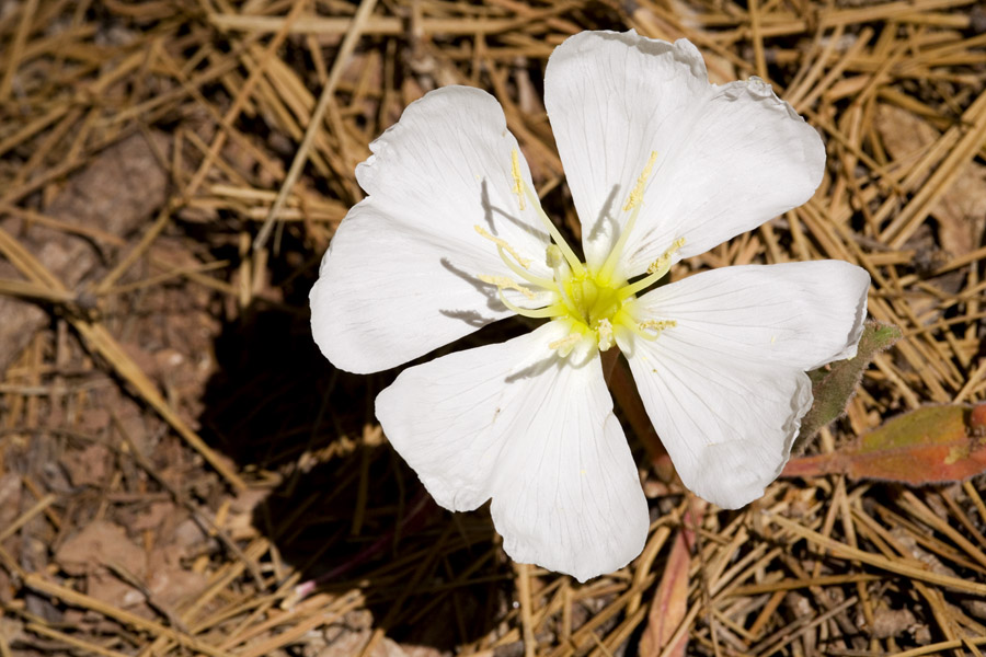 Oenothera cespitosa var. cespitosa image