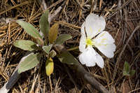 Oenothera cespitosa image