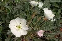 Oenothera cespitosa subsp. marginata image