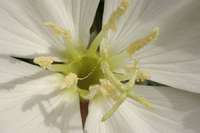 Oenothera cespitosa subsp. marginata image