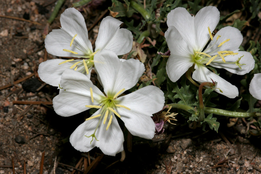 Oenothera californica image