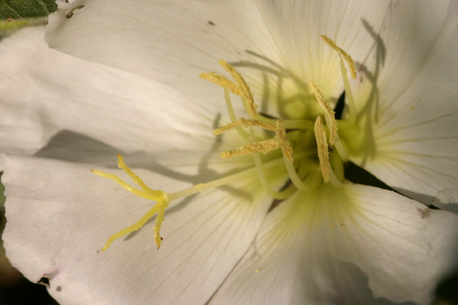 Oenothera deltoidea image