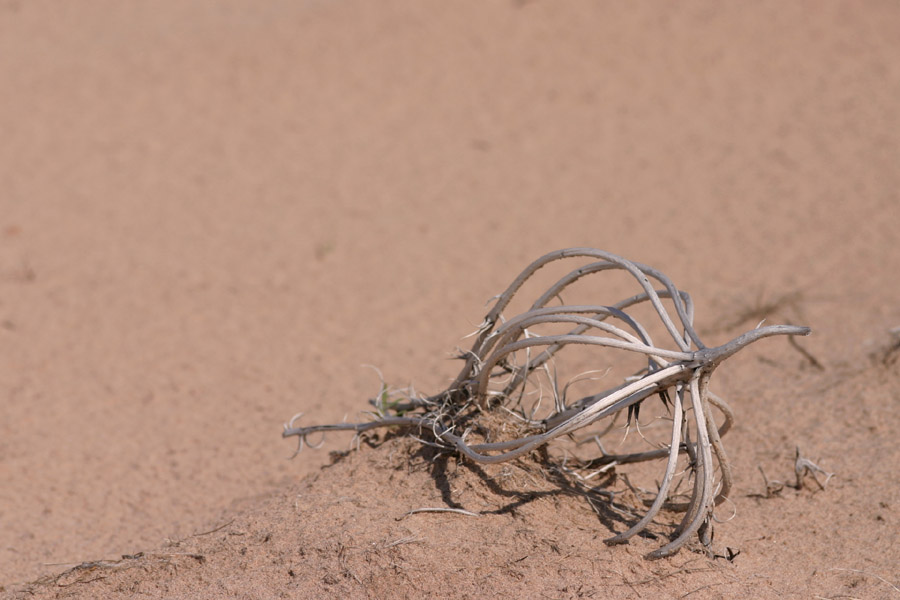 Oenothera deltoidea image