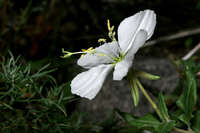 Oenothera neomexicana image