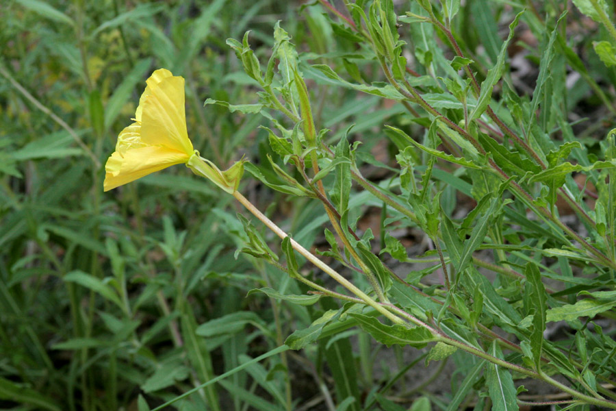 Oenothera organensis image