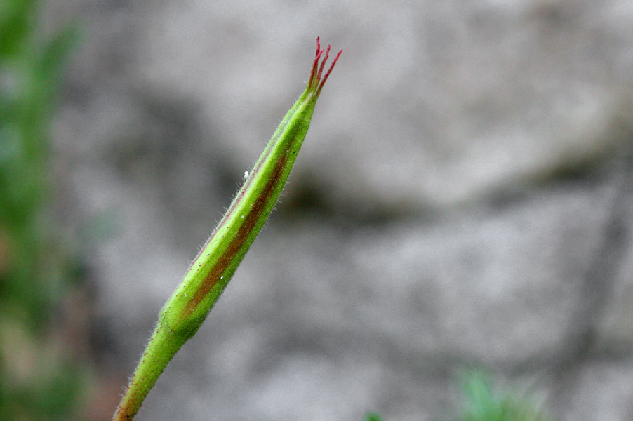 Oenothera organensis image