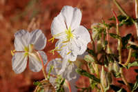 Oenothera pallida subsp. trichocalyx image