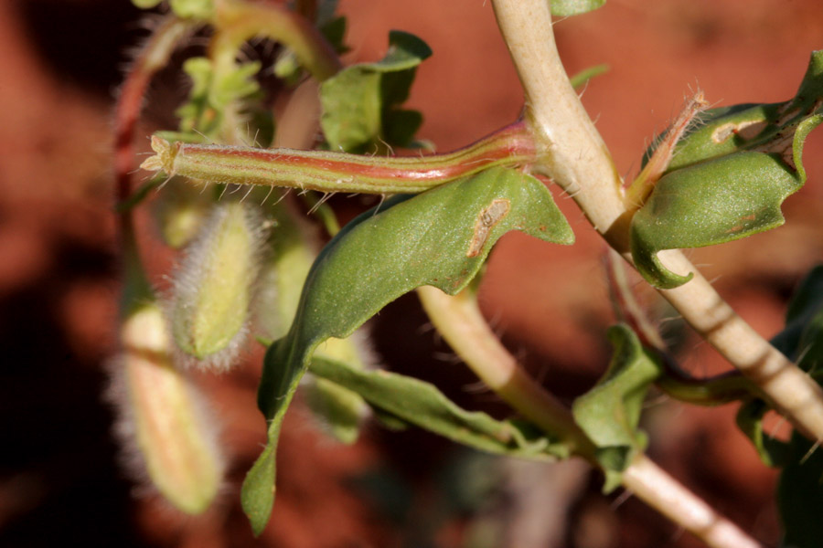 Oenothera pallida subsp. trichocalyx image