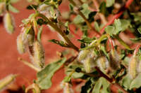 Oenothera pallida image