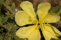 Oenothera primiveris image