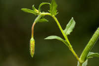 Oenothera pubescens image