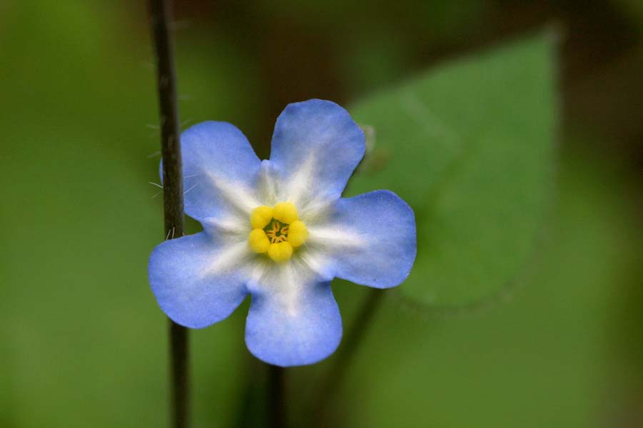 Omphalodes aliena image