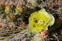 Opuntia polyacantha image