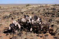 Opuntia macrocentra image