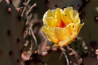 Opuntia macrocentra image