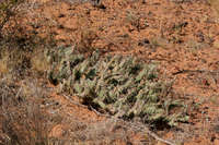 Image of Opuntia arenaria
