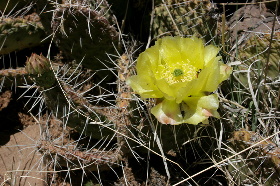 Opuntia polyacantha var. polyacantha image