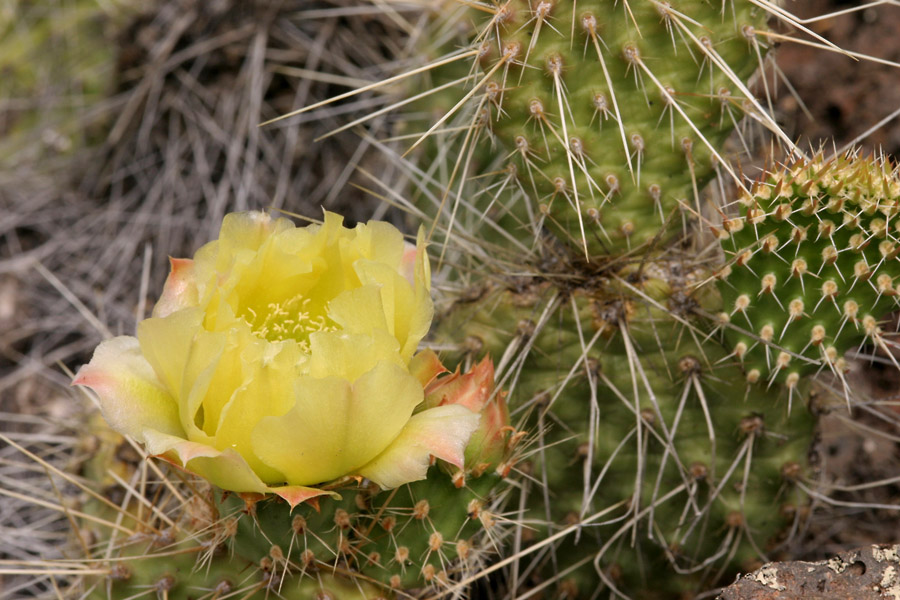 Opuntia polyacantha var. polyacantha image