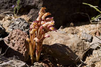 Orobanche fasciculata image